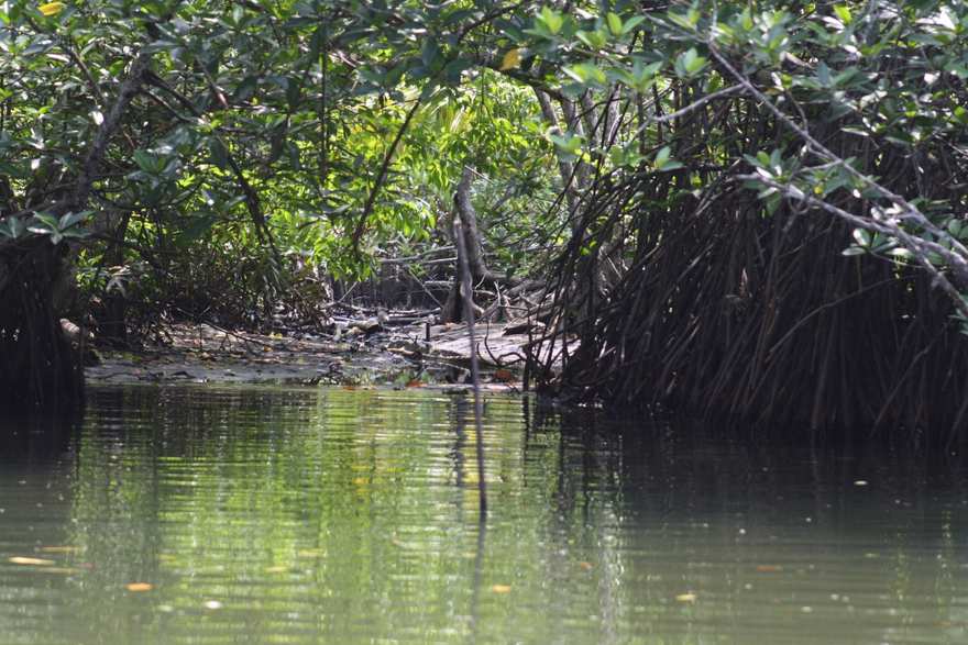 බලපිටියේ මාදු ගඟේ කඩොලාන ඇළක්