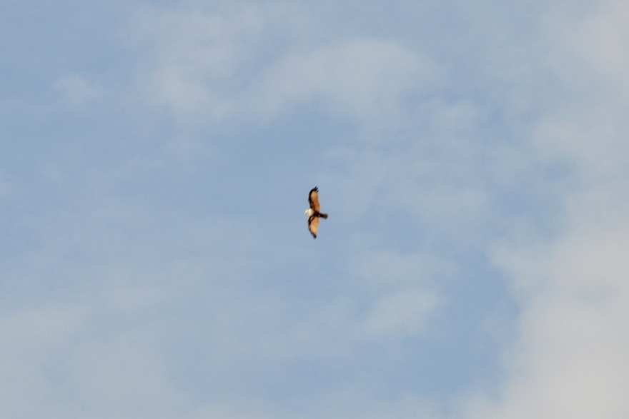 Brahminy kite in flight over the Sri Lankan coast