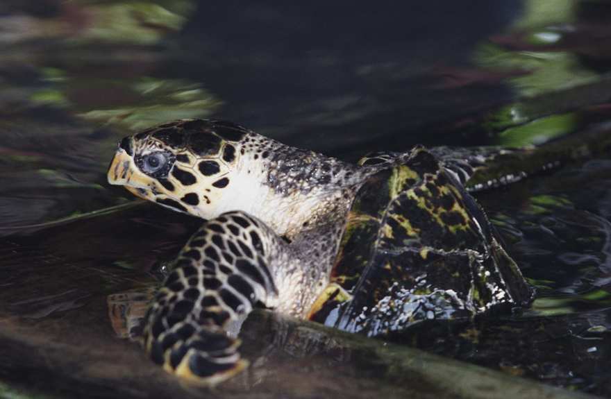 Hawksbill sea turtle swimming over a reef