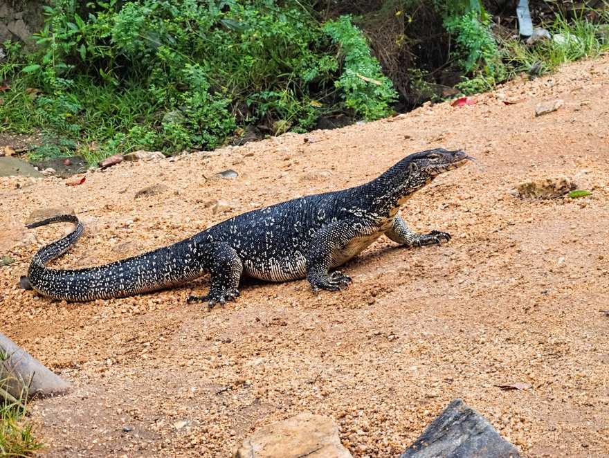 Water monitor lizard on a branch above brackish water